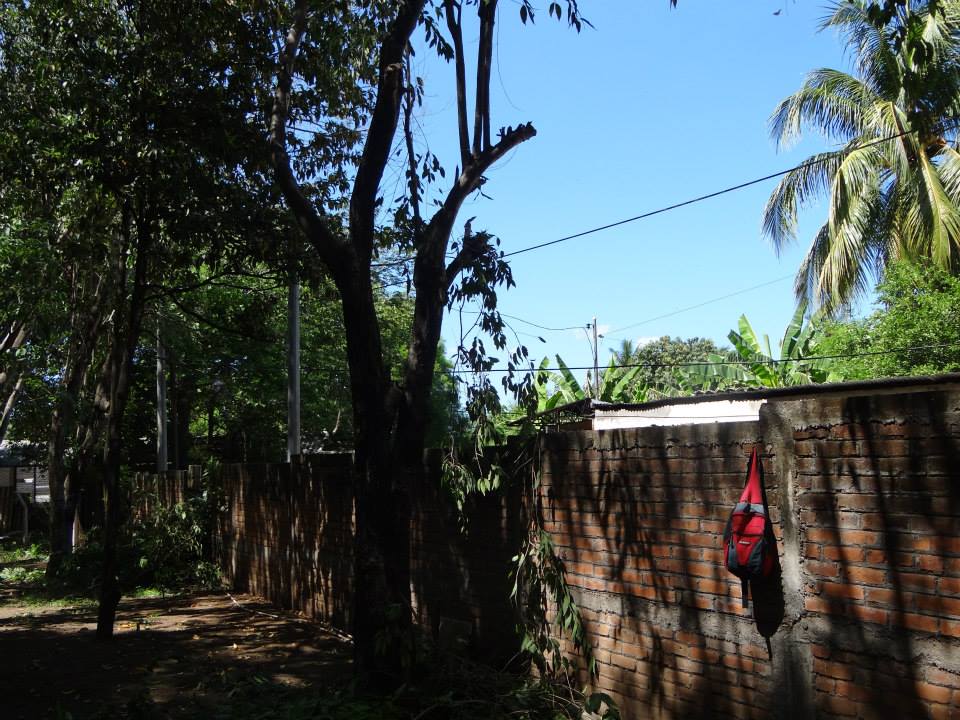 Trabajos de poda de árboles en Centro de Gobierno Municipal