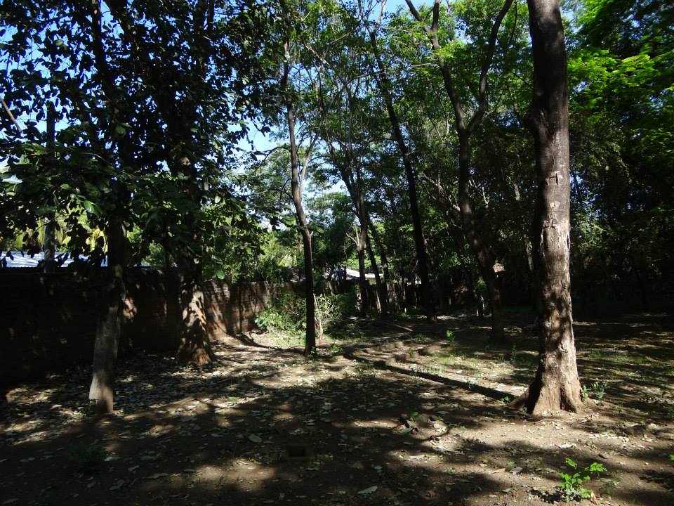 Poda de Ramas en Arboles del Centro de Gobierno Municipal