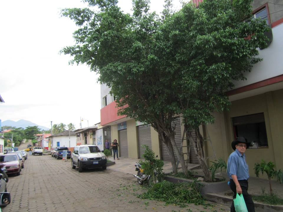 Podas de ramas en arbustos sobre 16 Av. Norte en Col. Soriano