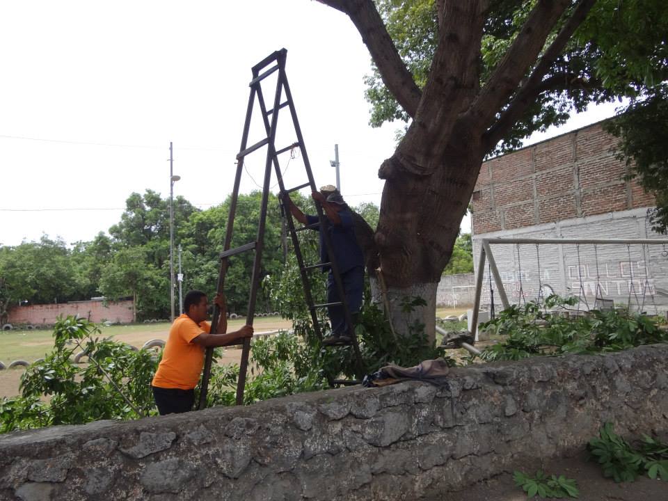 Poda en árbol de gran crecimiento en Col. Los Santos y Rodríguez