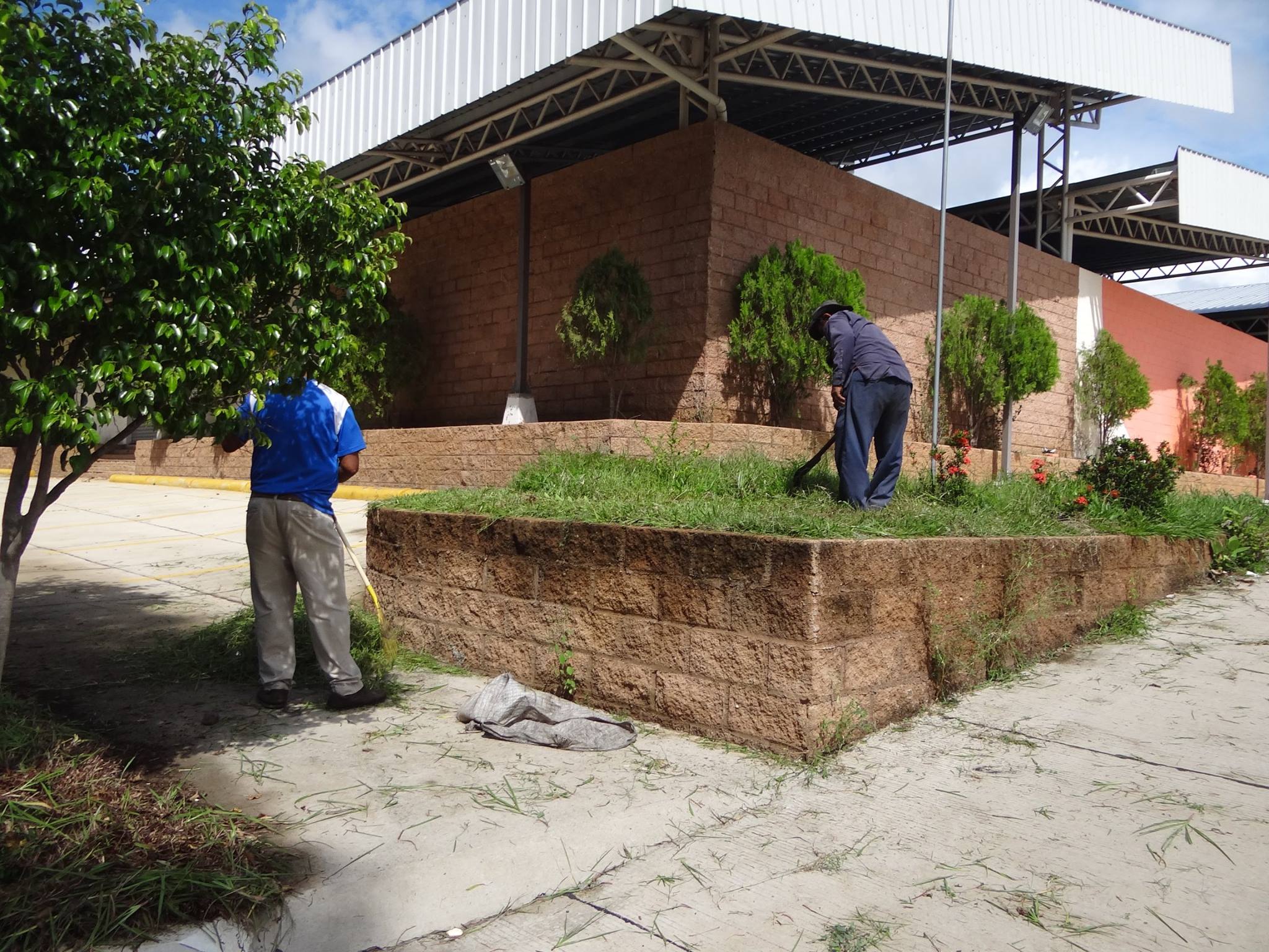 Trabajos de poda en jardineras del Mercado Municipal Nº 5
