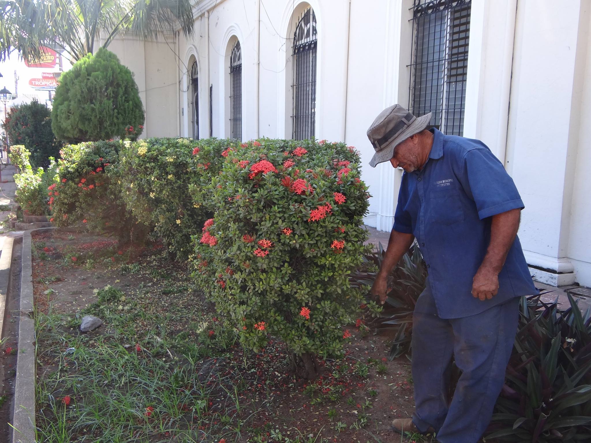 Trabajos de Ornato en Jardineras del Palacio Municipal