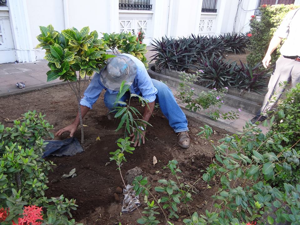 Trabajos de Reforestación en Jardineras del Palacio Municipal