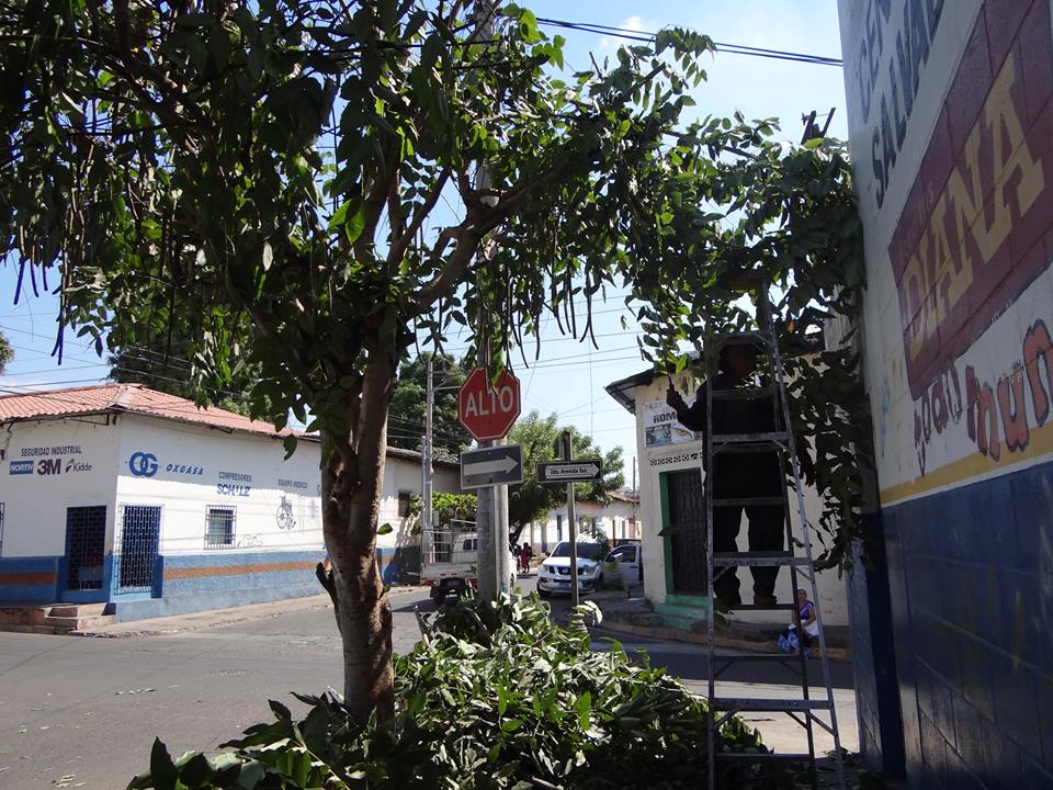 Trabajos de Ornato en Centro Escolar. Salvador Castillo