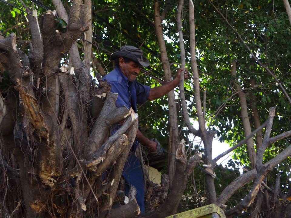 Poda de Árbol, Ubicado Sobre la 2° Avenida Sur.