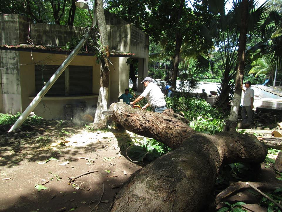 Poda de Árbol de Gran Crecimiento en Balneario El Molino