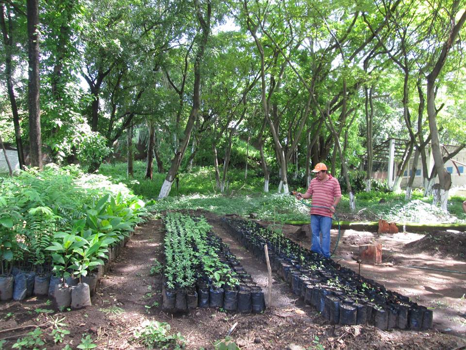 Continúa Siembra de Arbolitos en Vivero Municipal