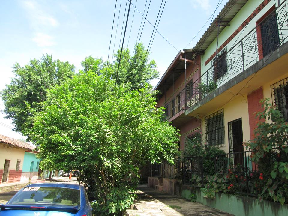 Poda de Árbol de Gran Crecimiento Ubicado Sobre la 10ª Calle Pte