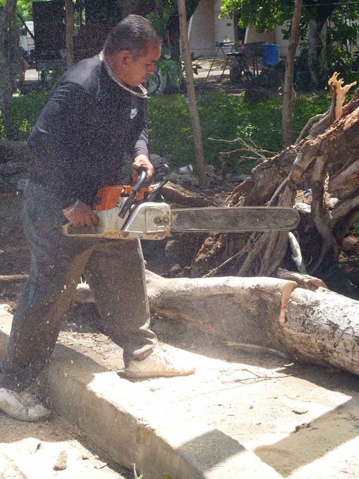 Trabajos de Desalojo de Árbol Caído en Predio Baldío