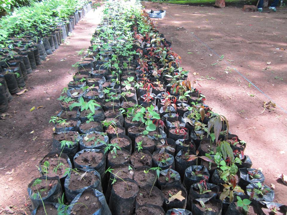 Preparación de Suelo Para la Siembra Vivero Forestal