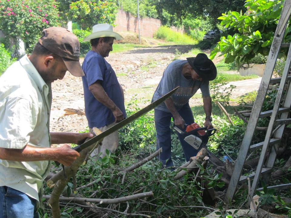 Trabajos de Poda en Parqueo de Colonia Tropicana