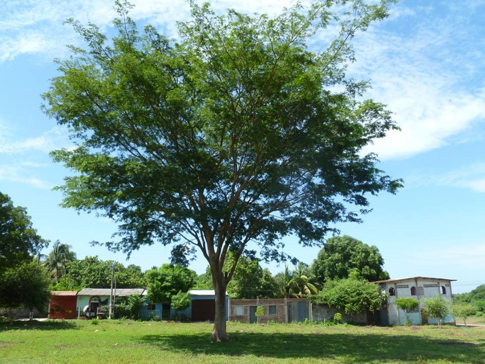 Campaña de Arborización en C.E. Colonia El Cocal