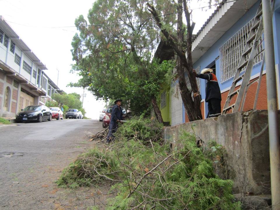 Poda de Árbol Ubicado Sobre Final 4º C. Pte