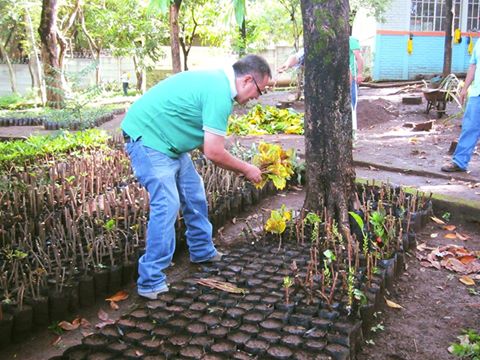 Siembra de 1,500 arbolitos de croto en las instalaciones del vivero municipal